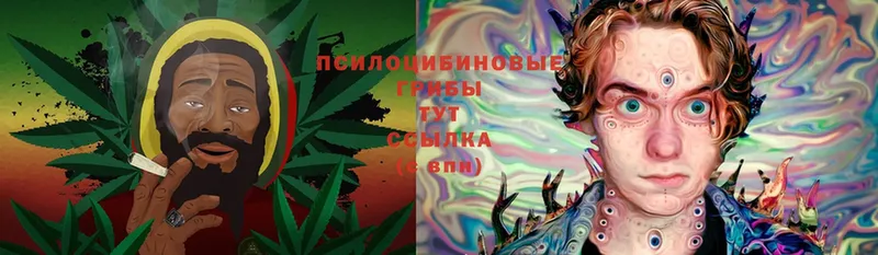 Псилоцибиновые грибы Psilocybe  omg tor  Пушкино 